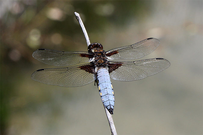 Libellula depressa